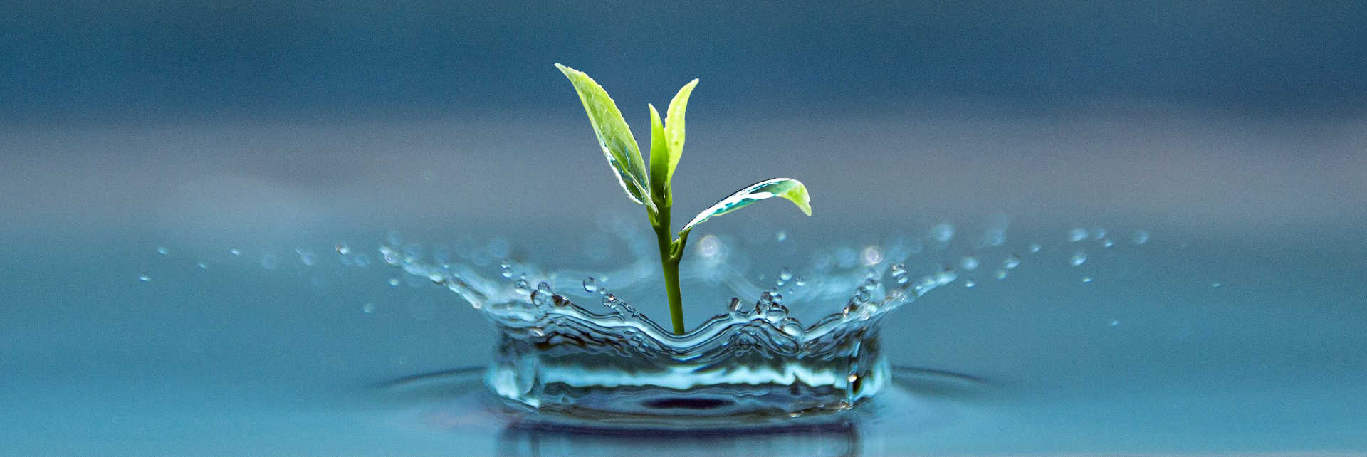 sprout coming up out of a water droplet splash